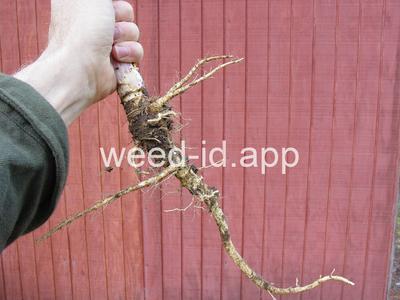 parsnip, wild