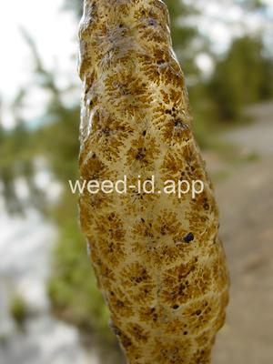 Pectinatella magnifica