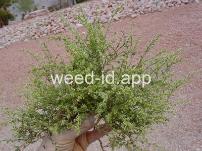 Pectocarya recurvata