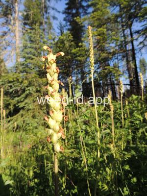 Pedicularis bracteosa