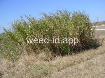 Pennisetum purpureum
