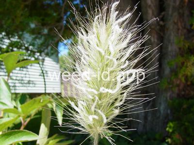 Pennisetum setaceum