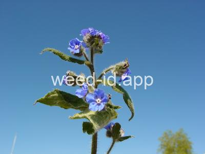 Pentaglottis sempervirens