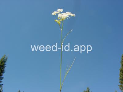 Perideridia gairdneri