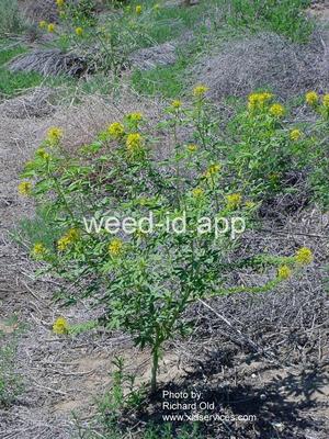 beeplant, yellow