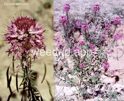 beeplant, Rocky Mountain