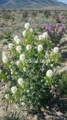 beeplant, Rocky Mountain