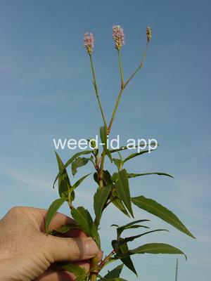 smartweed, water