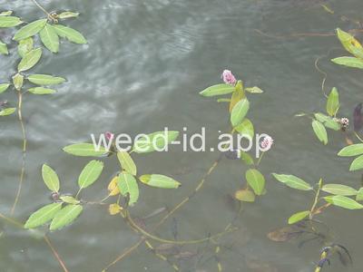smartweed, water