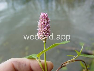 smartweed, water