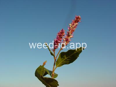 smartweed, water