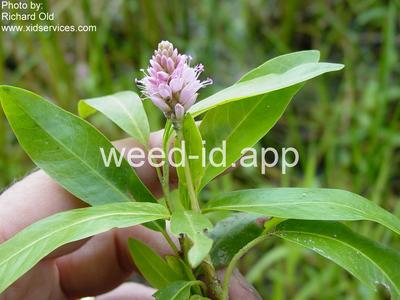 smartweed, water