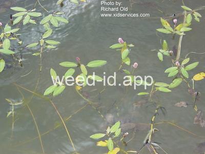 smartweed, water