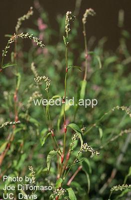 smartweed, marshpepper