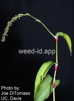 smartweed, marshpepper