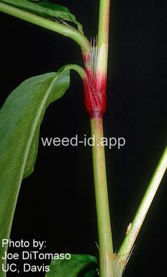 smartweed, marshpepper