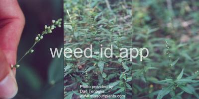 smartweed, marshpepper