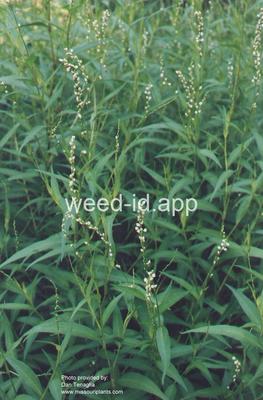 smartweed, marshpepper