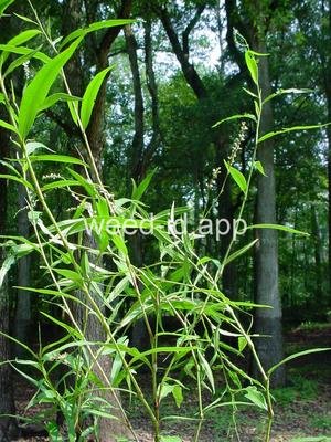 smartweed, marshpepper