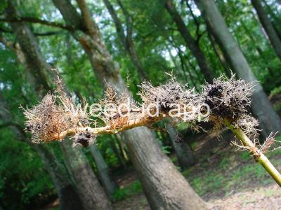 smartweed, marshpepper