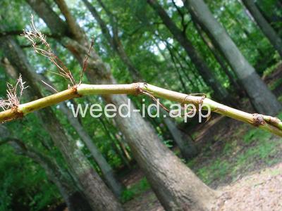 smartweed, marshpepper