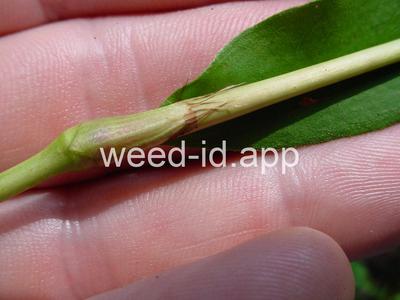 smartweed, marshpepper