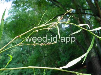 smartweed, marshpepper