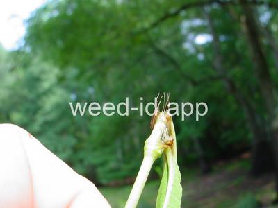 smartweed, marshpepper