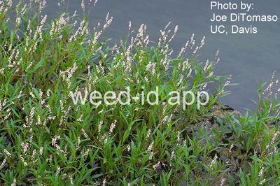 smartweed, marshpepper
