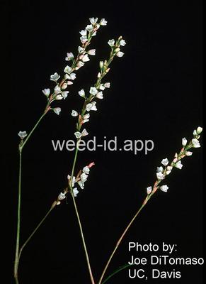 smartweed, marshpepper