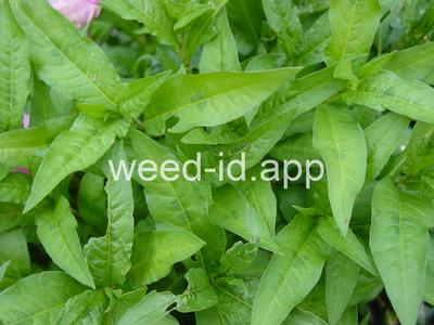 smartweed, pale