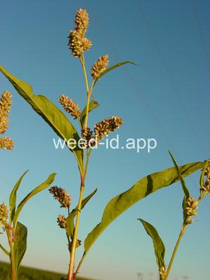 smartweed, pale