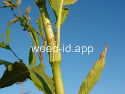 smartweed, pale