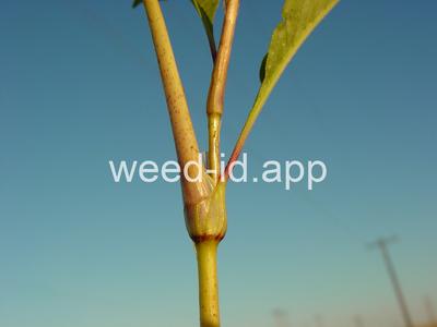 smartweed, pale