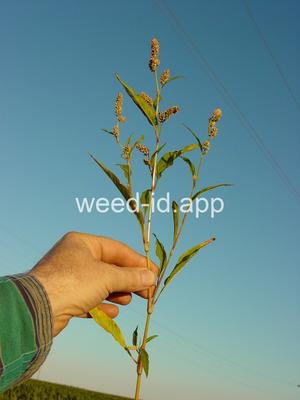 smartweed, pale