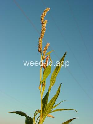 smartweed, pale
