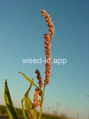 smartweed, pale