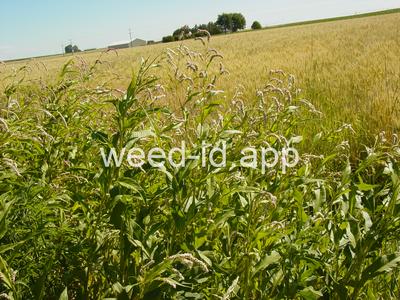 smartweed, pale