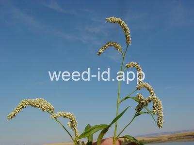 smartweed, pale