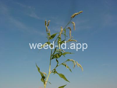 smartweed, pale
