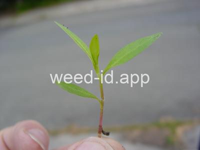 smartweed, pale