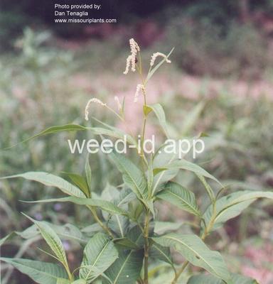 smartweed, pale