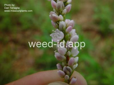 smartweed, Pennsylvania