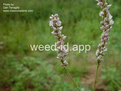 smartweed, Pennsylvania