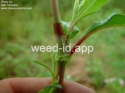 smartweed, Pennsylvania