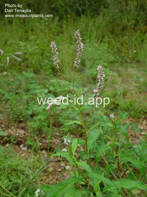 smartweed, Pennsylvania