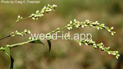 smartweed, dotted