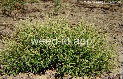 smartweed, dotted