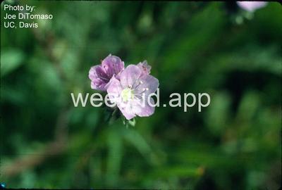 phacelia, great valley