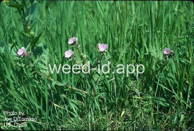 phacelia, great valley